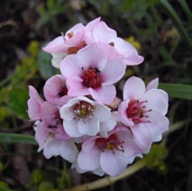 Bergenia ciliata
